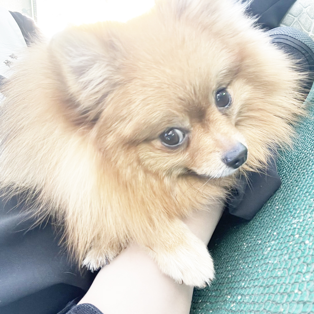 生徒が撮影したモデル犬！ＰＡＲＴ①